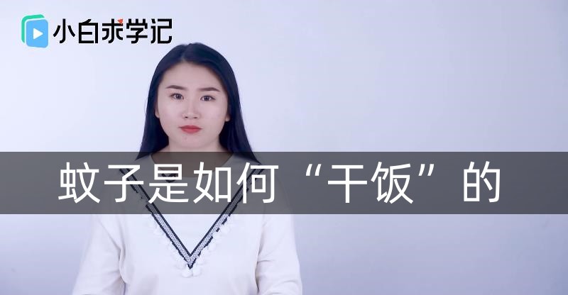 蚊子是如何“干饭”的
